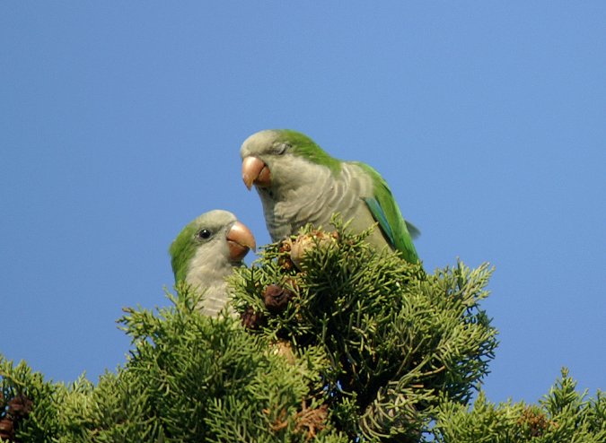 cotorras arentinas