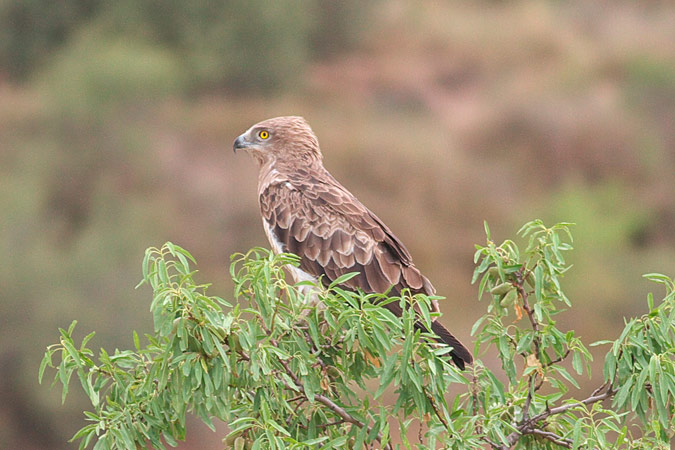 Àguila marcenca 3