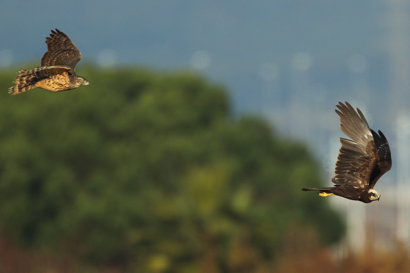 Azor y aguilucho lagunero