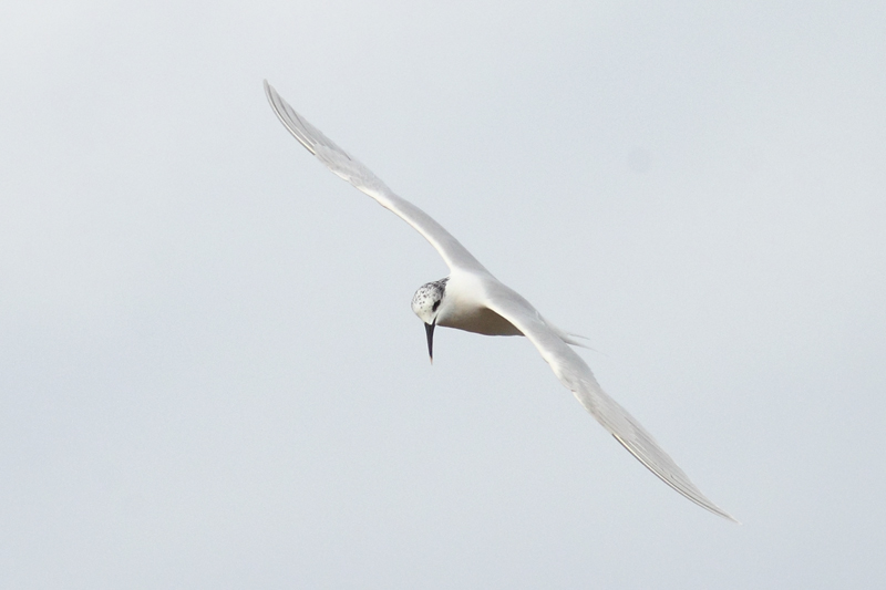 Charran patinegro (Sterna sandvicensis)