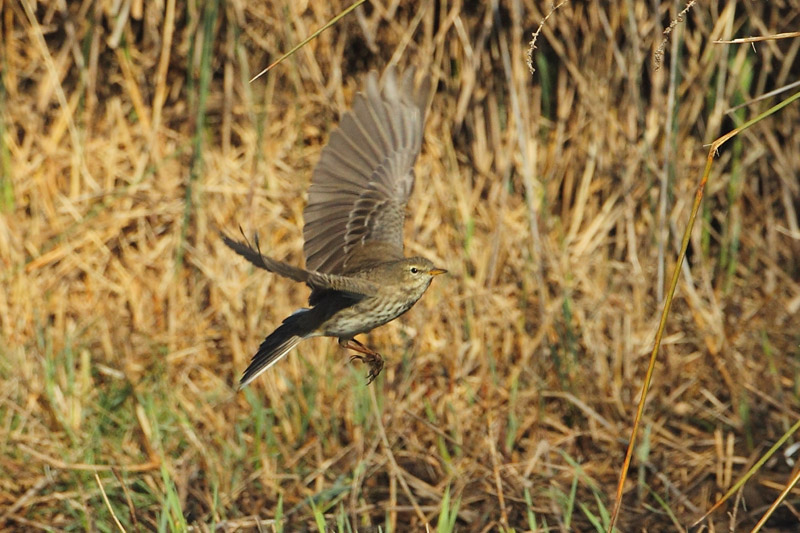 Bisbita ribereño (Anthus spinoletta)