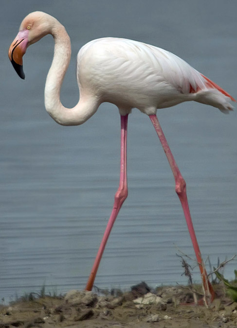 Flamenco comun (Phoenicopterus ruber)