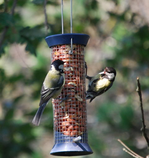 Mallerenga Carbonera  (Parus major)