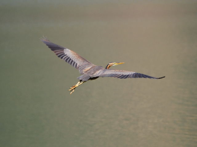 Agró roig (Ardea Purpurea)