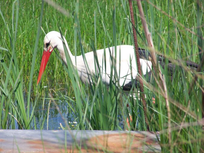 Cigonya (Ciconia ciconia)