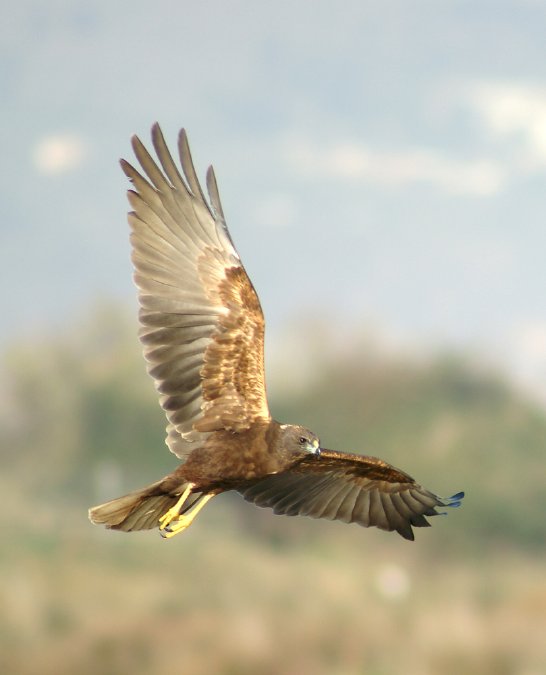 aguilucho lagunero suspendido en el aire