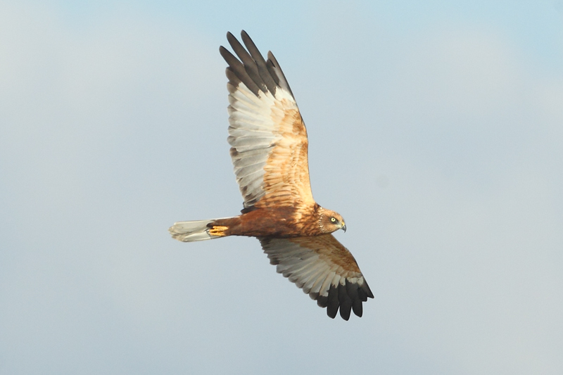 Aguilucho lagunero