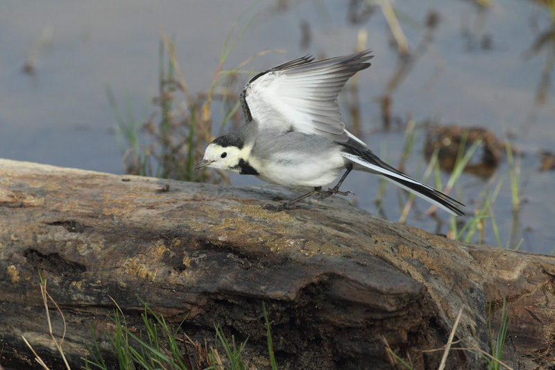 Lavandera blanca