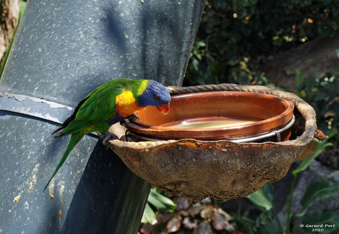 El lloro Arc Iris (Trichoglossus haematodus)