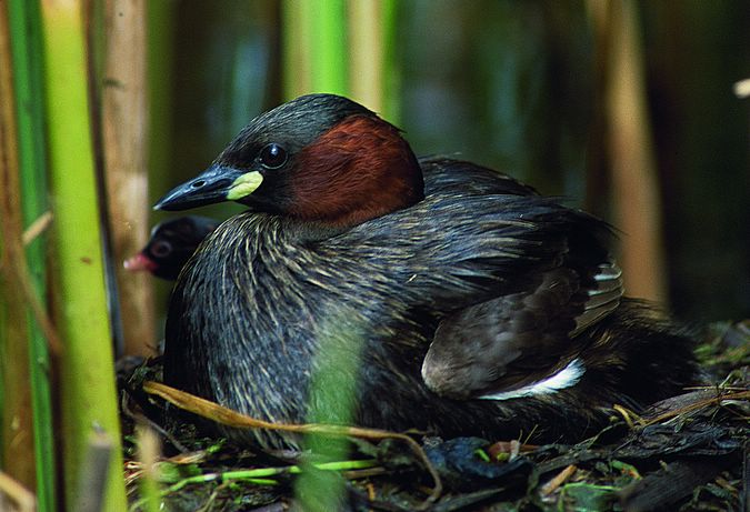 Mergulhao pequeno - Tachybaptus ruficollis