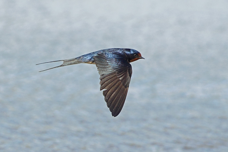 Golondrina común