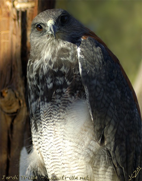 Buteo polyosoma