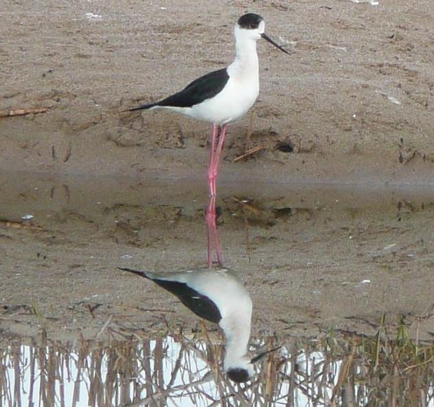 Cames llargues (Himantopus himantopus)