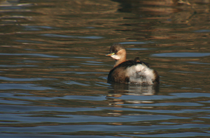 Cabusset (Tachybaptus ruficollis)