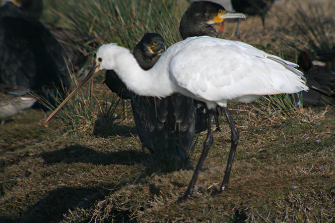 Bec planer (Platalea leucorodia)