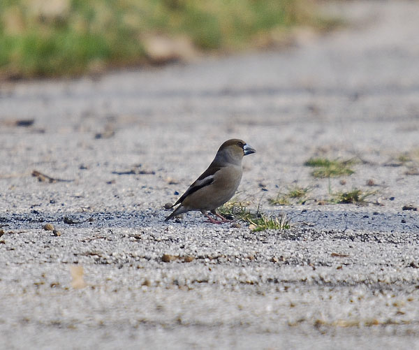 Durbec femella (Coccothraustes coccothraustes) 2/2