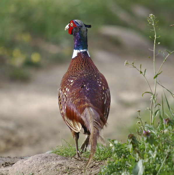 Faisà (Phasianus colchicus)