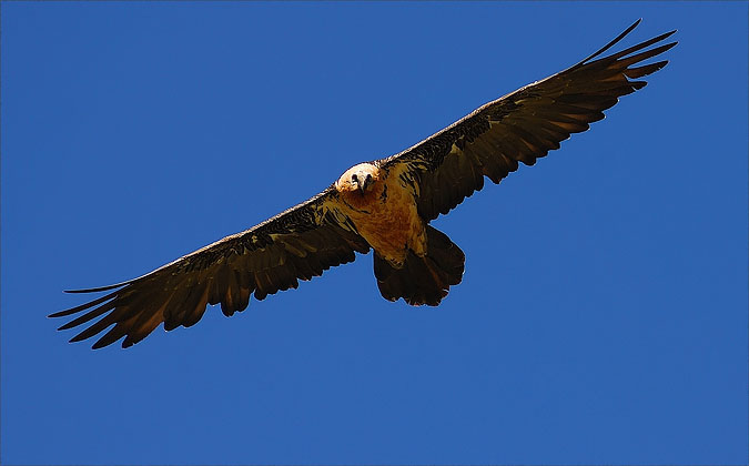 Trencalòs (Gypaetus barbatus) 1/2