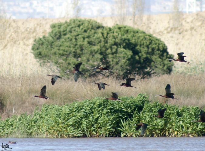 Capó reial, morito, (plegadis falcinellus)