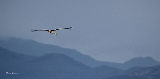 Vols i paissatge:Cigonya Blanca