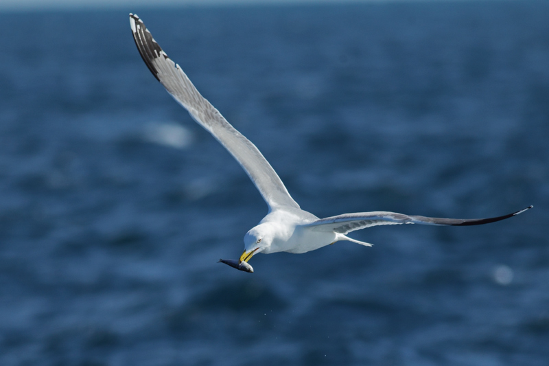 Gaviota patiamarilla