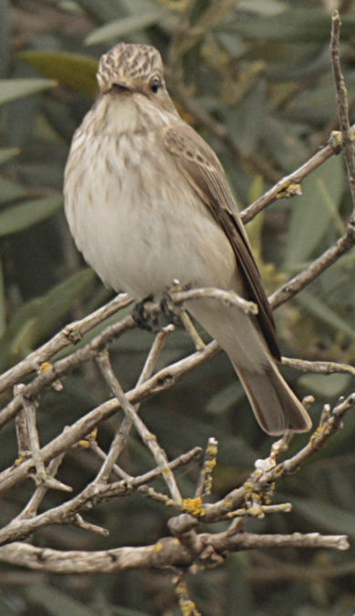 Papamosques gris (Muscicapa striata)