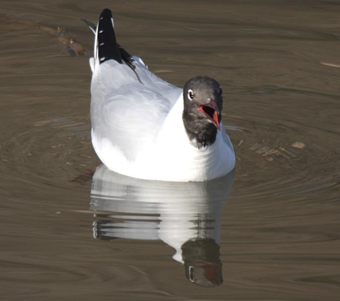 Gavina vulgar (Larus ridibundus)