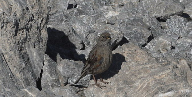 Cercavores, Prunella collaris o acentor alpí