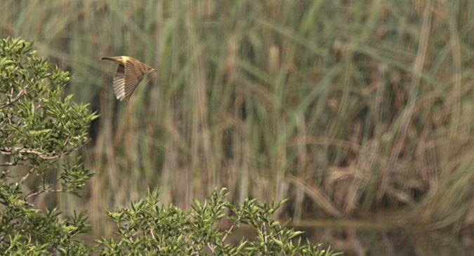 Balquer (Acrocephalus arundinaceus)