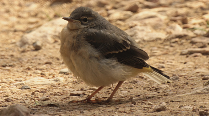 Immadur de cuereta groga (Motacilla flava)