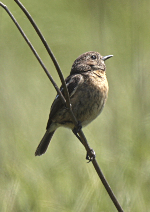 Juvenil de Bitxac comú (Saxicola torquatus)