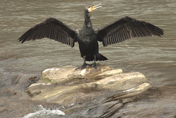 Corb Marí gros (phalacrocorax carbo)