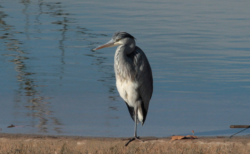 Bernat pescaire.