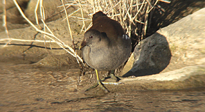 Polla d'aigua (Gallinula chloropus)