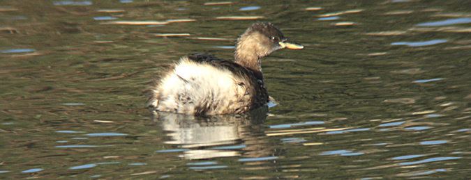 Cabusset (Tachybaptus ruficollis)