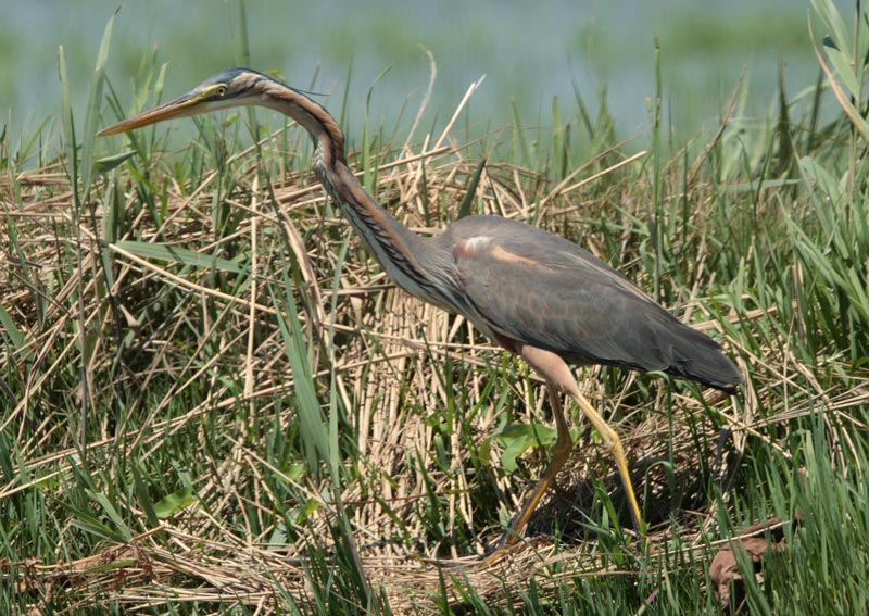 Agró roig.