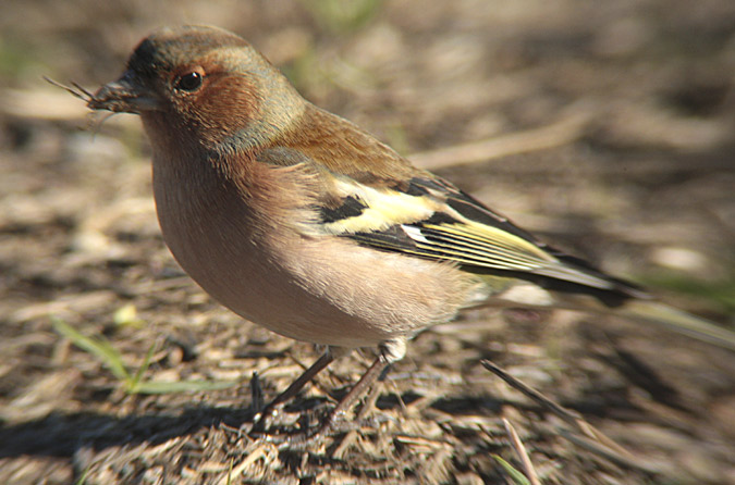 Pinsà comú (Fringilla coelebs)