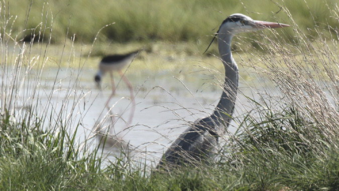 Bernat pescaire (Ardea cinerea)