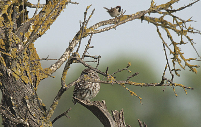 Mussol comú (Athene noctua)