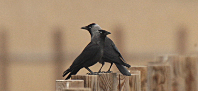 Gralla (Corvus monedula)