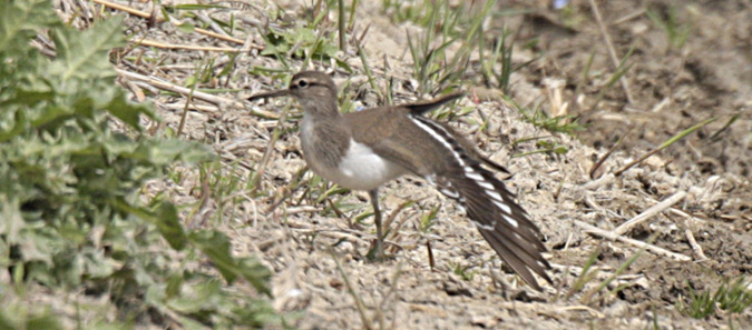 Xivitona vulgar (Actitis hypoleucos)