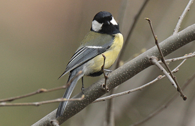 Mallerenga Carbonera (Parus major)