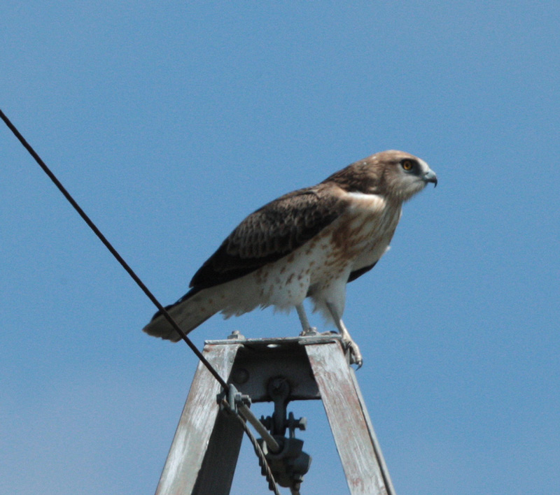 Àguila marcenca.