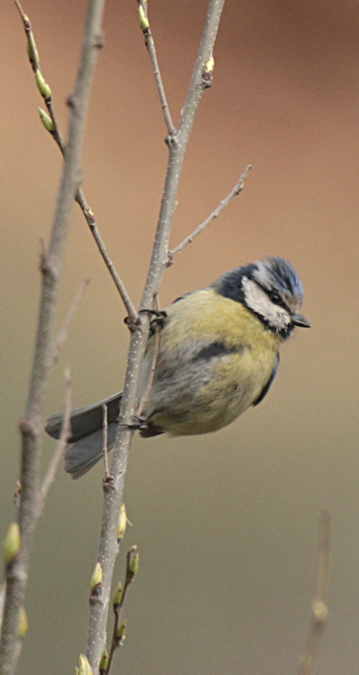 Mallarenga Blava o  ferreret (Parus caeruleus)