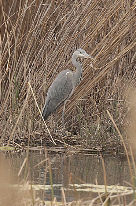 Bernat pescaire (Ardea cinerea) Ardeidae