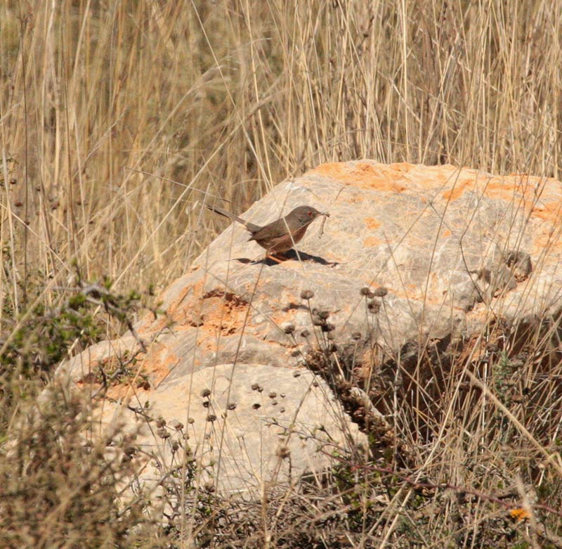 Tallareta cuallarga.