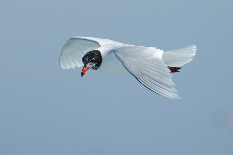 Gaviota cabecinegra