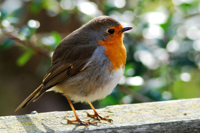 Petirrojo2 ( Erithacus rubecula )