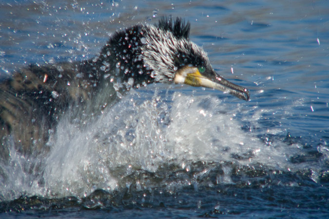 Corb marí gros ( Phalacrocorax carbo)