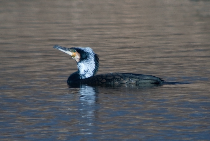 Corb marí gros ( Phalacrocorax carbo )